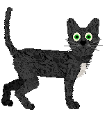 German Rex - UMZ Kennel & Cattery