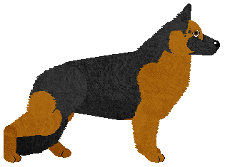 German Shepherd Dog - Supernova V4 (Longhair)