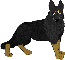German Shepherd Dog - Lotus/Abnormality