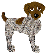 German Shorthaired Pointer - Phoenix Blaze