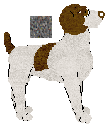 German Shorthaired Pointer - Cierra