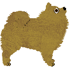 German Spitz - Supernova (Kleinspitz)