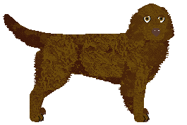 German Wachtelhund - Supernova V2