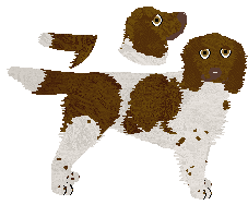 German Wachtelhund - Supernova V1