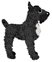 Giant Schnauzer - Celia @ Filthy Hippie