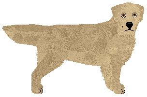 Golden Retriever - Supernova