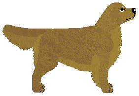 Golden Retriever - Fango