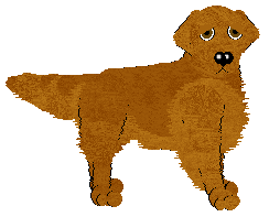 Golden Retriever - Abnormality V1