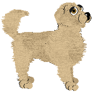 Golden Retriever - Tikki