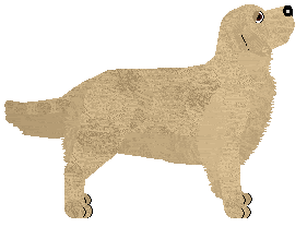 Golden Retriever - Genuine Kennels