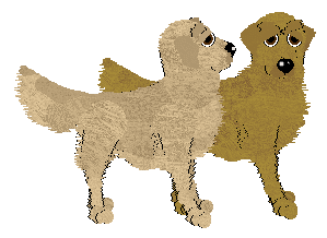 Golden Retriever - Unknown