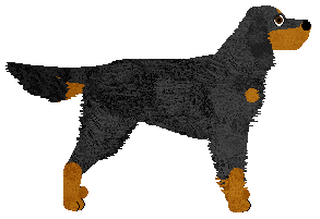 Gordon Setter - Supernova