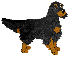 Gordon Setter - Abnormality