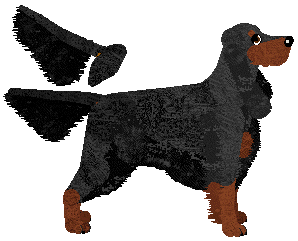 Gordon Setter - Java