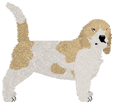 Grand Basset Griffon Vendeen - Supernova