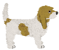 Grand Basset Griffon Vendeen - VPZ