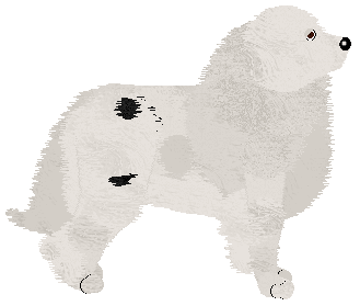 Great Pyrenees - Cirrutopia V1