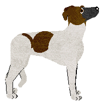 Hungarian Greyhound - Supernova