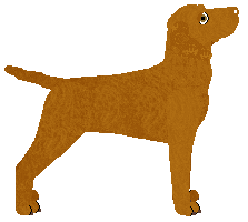 Hungarian Shorthaired Vizsla - Java V2