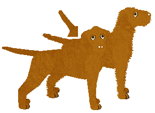 Hungarian Wirehaired Vizsla - Java V1