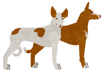 Ibizan Hound - Dragonstone