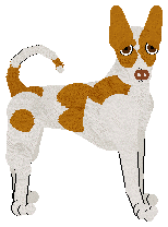 Ibizan Hound - Abnormality
