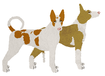 Ibizan Hound - Java V4