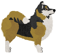 Icelandic Sheepdog - Dragonstone