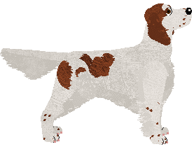 Irish Red and White Setter - Java