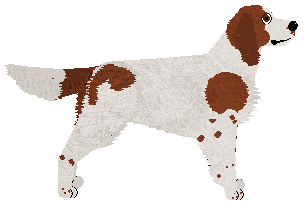 Irish Red and White Setter - Supernova