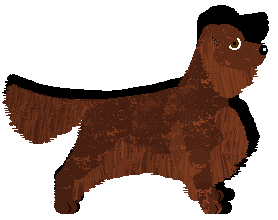 Irish Setter - Cirrutopia/DeeOhGee