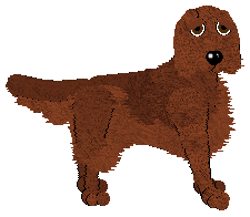 Irish Setter - Abnormality