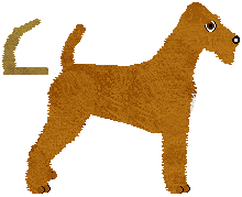 Irish Terrier - Supernova