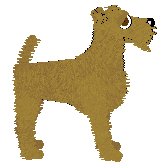 Irish Terrier - Cierra