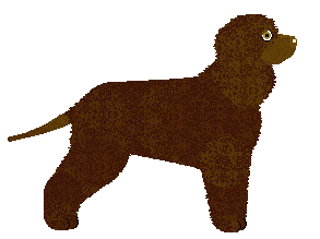Irish Water Spaniel - Zodiac V2 (Modified)