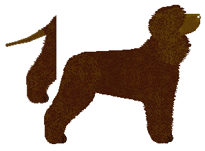 Irish Water Spaniel - Zodiac V2
