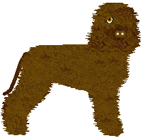 Irish Water Spaniel - Zodiac V1