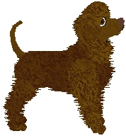 Irish Water Spaniel - Amenity/Rosestone