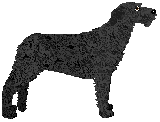 Irish Wolfhound - Java