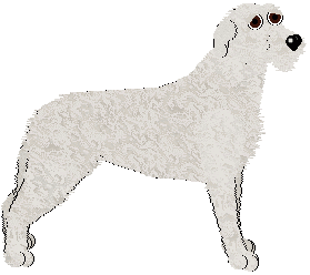 Irish Wolfhound - Abnormality (Vicki)