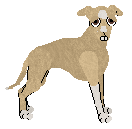 Italian Greyhound - Abnormality