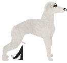 Italian Greyhound - VPZ