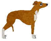 Italian Greyhound - Grand Theft/Abnormality