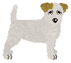 Jack Russell Terrier - Cierra