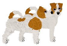 Jack Russell Terrier - Supernova