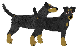 Jagdterrier - Supernova