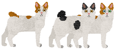 Japanese Bobtail - Supernova V2