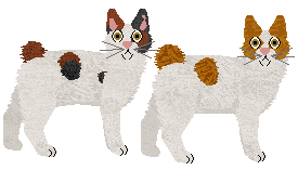 Japanese Bobtail - Supernova V1