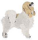 Japanese Chin - Supernova