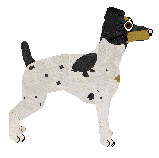 Japanese Terrier - Supernova